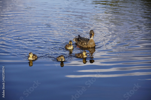 Duck Family