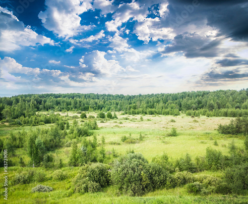 Summer field and forest landscape