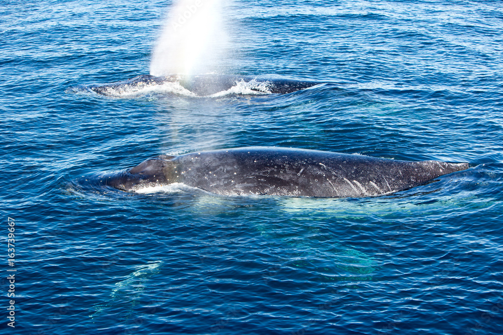 Naklejka premium Two Humpback Whales surfacing and spraying water through blowhole