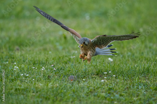 Common Kestrel hunting little mouse, Falco tinnunculus, little birds of prey, green grassland near european forest, Czech Republic.