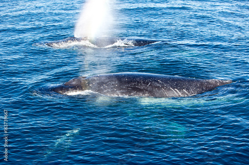 Two Humpback Whales surfacing and spraying water through blowhole