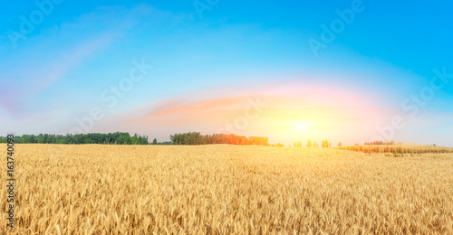 Panoramic view of a golden wheat field at sunset © ABCDstock