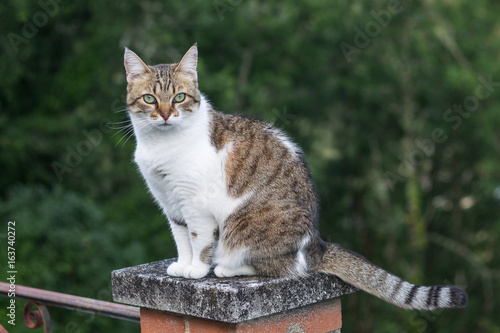 Chat