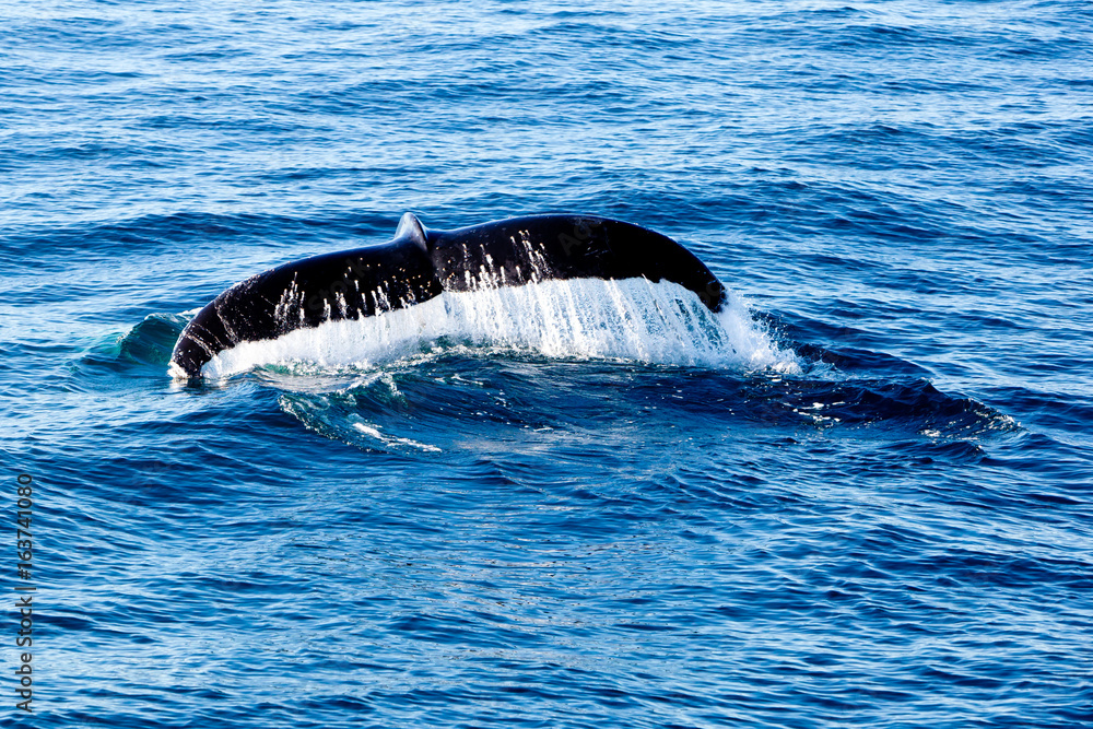 Fototapeta premium Humpback Whale diving - showing water streaming over tail