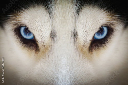 Close up on blue eyes of a husky dog with vignette
