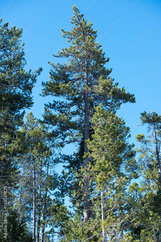 Fototapeta premium Pine forest