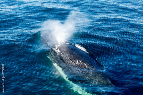 Canvas-taulu Humpback Whale surfacing and spraying water through blowhole