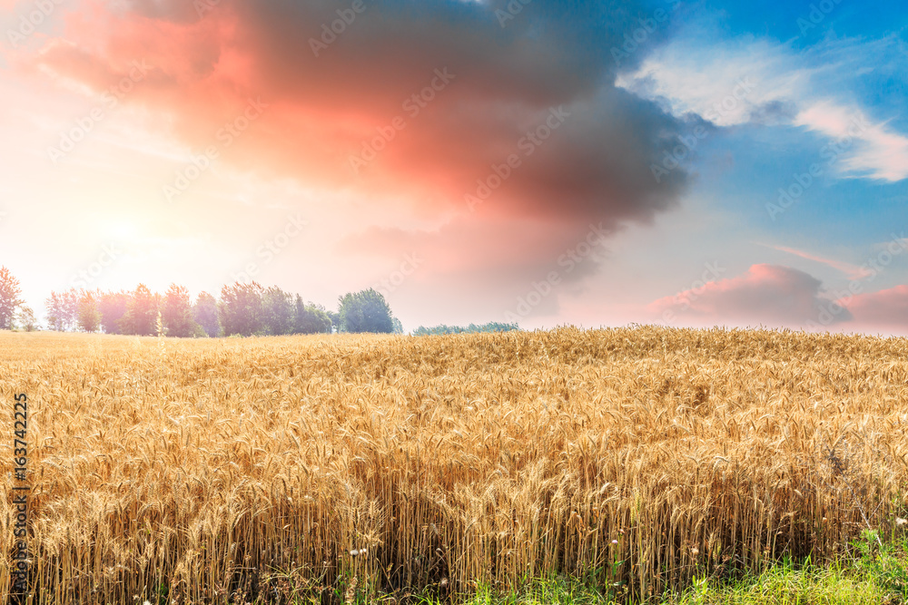 Ripe wheat field landscape at sunset