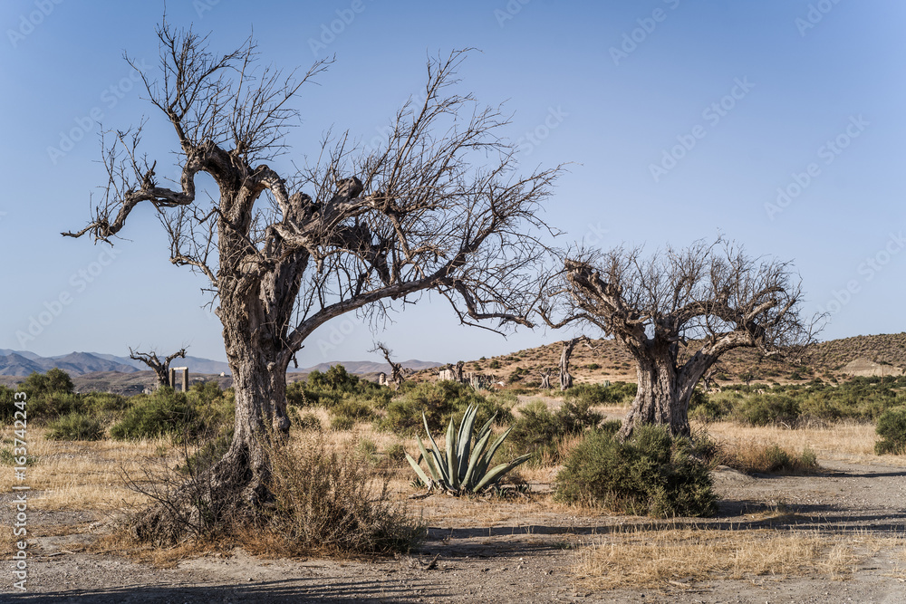 Desert of Tabernas