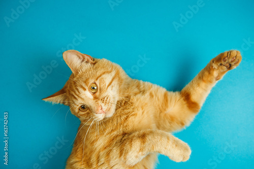 Fotografie Smart long eared tabby cat with scornful look posing