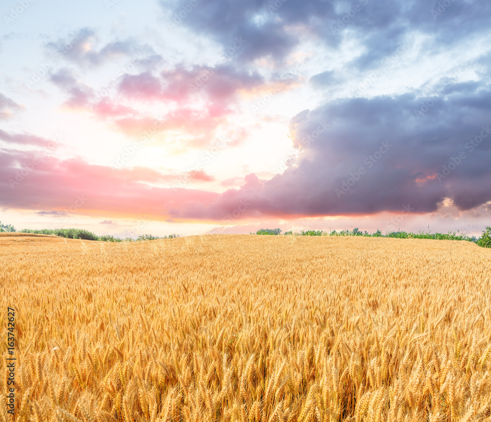 Naklejka premium Ripe wheat field landscape at sunset
