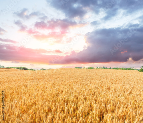 Ripe wheat field landscape at sunset