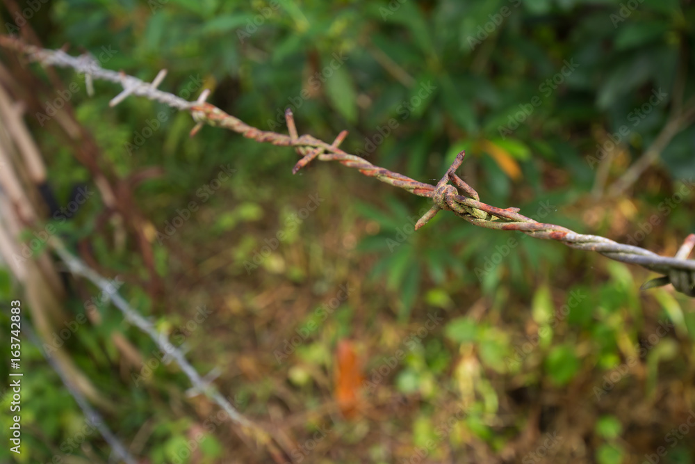 Rusty barbed wire fence on blurred tree background. (Selective focus)
