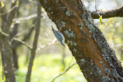 The nuthatch runs down the tree trunk. Beautiful bird living in Central Europe. Bird kills pests in the garden.