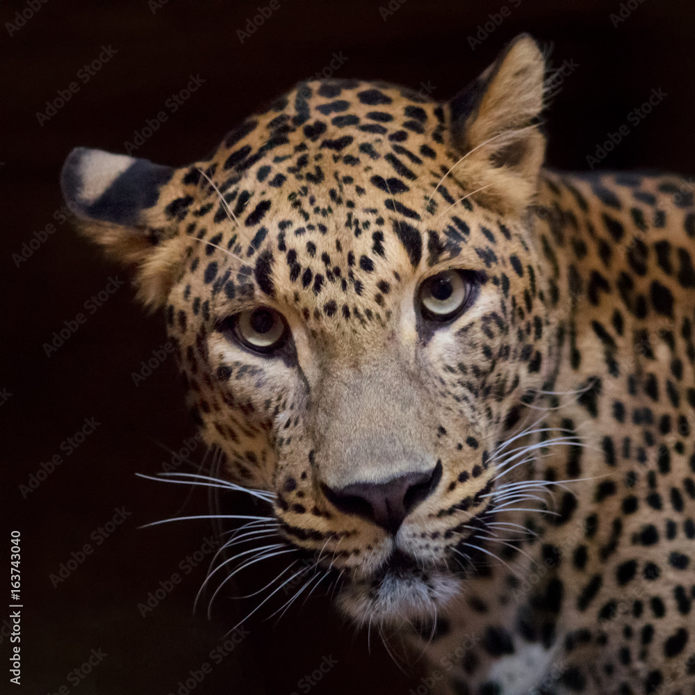 Front view of jaguar. Front view of jaguar.