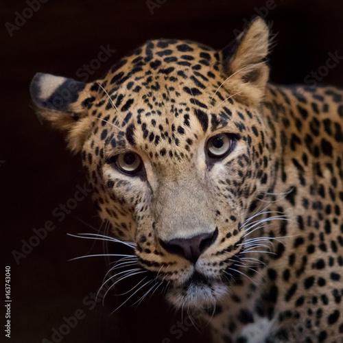 Front view of jaguar.