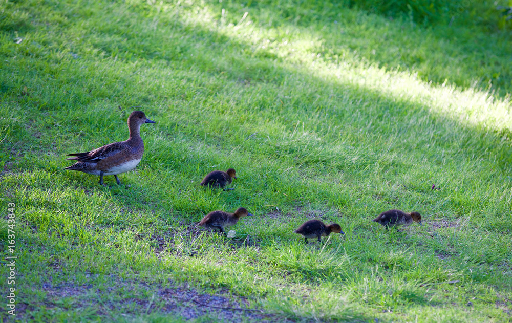 Maman canard et ses cannetons Maman canard et ses cannetons