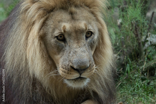 Male African Lion