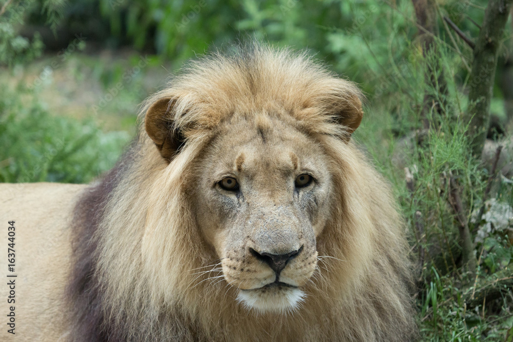 Male African Lion