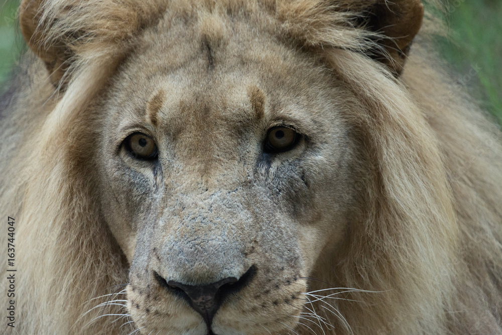 Fototapeta premium Male African Lion