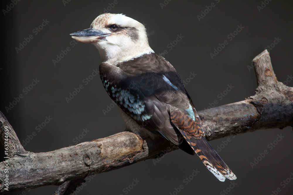 Fototapeta premium Laughing kookaburra (Dacelo novaeguineae).
