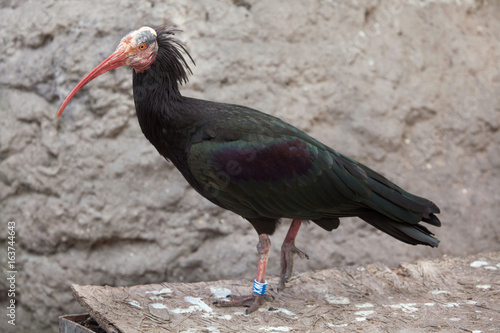 Northern bald ibis (Geronticus eremita)