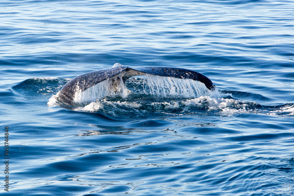 Naklejka premium Humpback Whale diving - showing water streaming over tail
