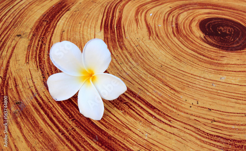 White Frangipani  Plumeria spp.  On The Wood Table