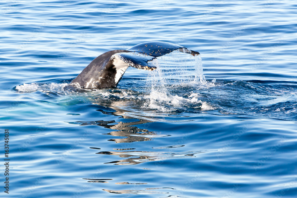 Obraz premium Humpback Whale diving - showing tail