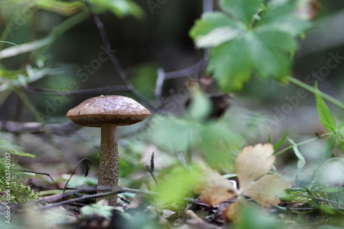 boletus mushroom drop of water