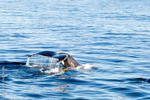 Humpback Whale diving - showing tail