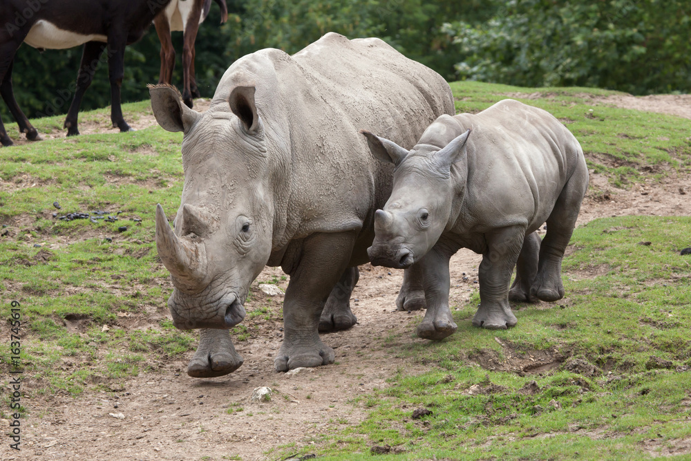 Southern white rhinoceros (Ceratotherium simum). Southern white rhinoceros (Ceratotherium simum).
