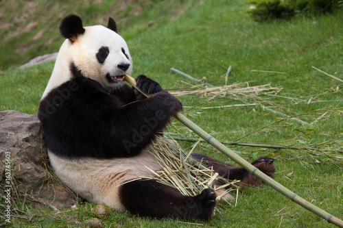 Fototapeta Naklejka Na Ścianę i Meble -  Giant panda (Ailuropoda melanoleuca).
