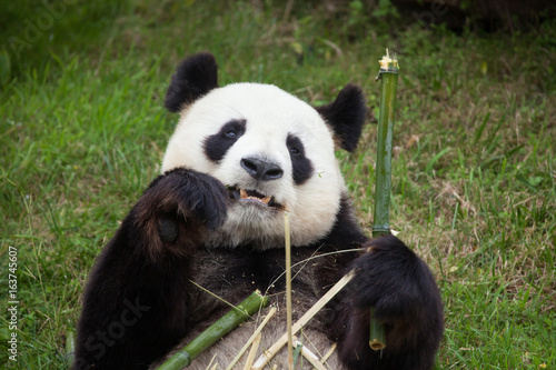 Giant panda  Ailuropoda melanoleuca .