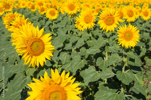 Sunflowers grow in the field  the general plan