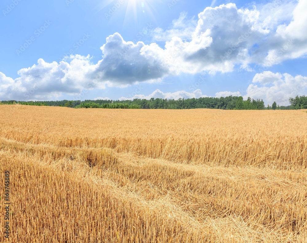Fototapeta premium Ripe wheat field and blue sky with clouds