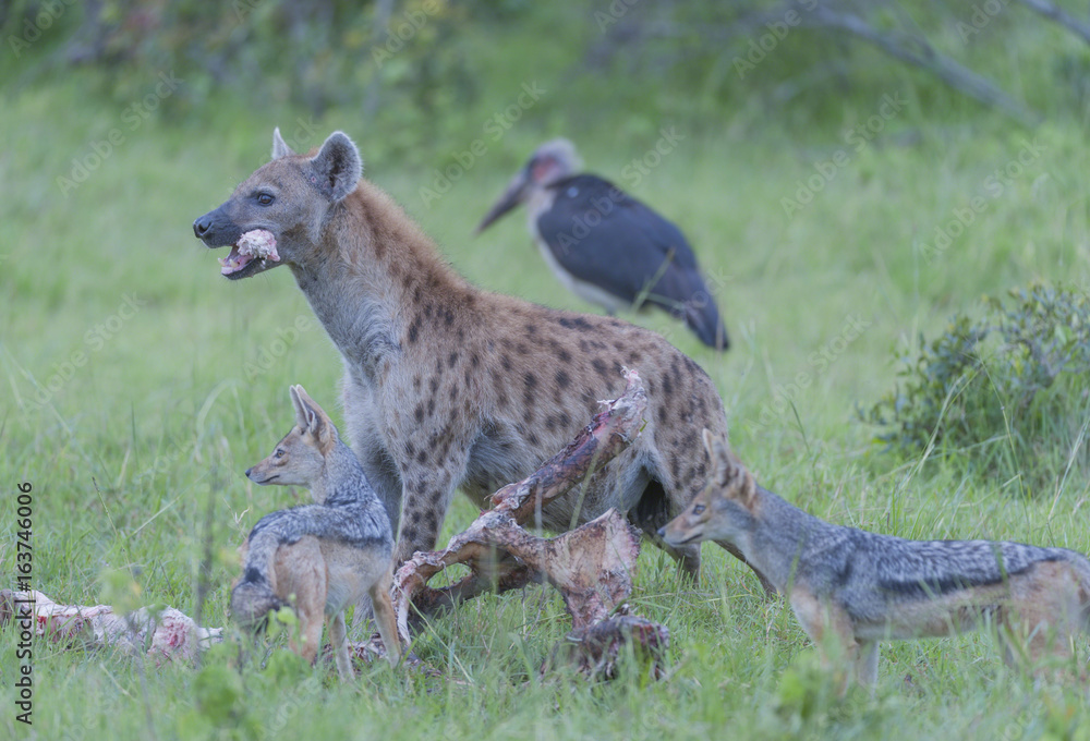 Obraz premium Hyena with bone in his mounth and black backed jackals waiting turn to eat. Masai Mara, Kenya, Africa