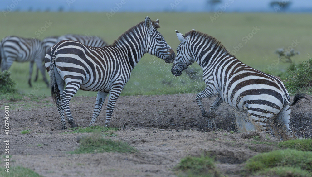 Zebra, (Equus quagga),jumping from waterhole, causing sand and water to rise, another zebra looks on, Masai Mara, Kenya, Africa Zebra, (Equus quagga),jumping from waterhole, causing sand and water to rise, another zebra looks on, Masai Mara, Kenya, Africa