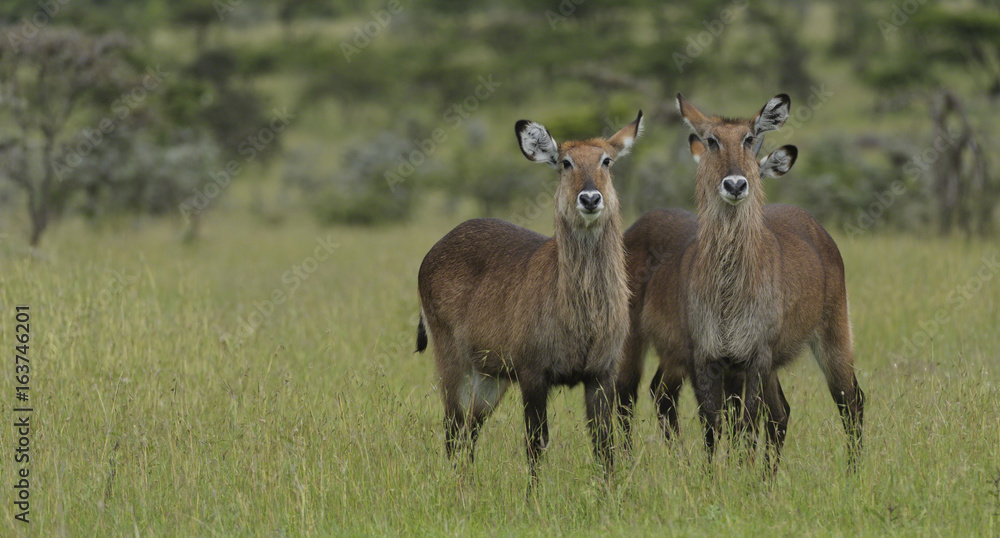 Pair of waterbuck (Kobus ellipsiprymnus), standing side by side in green lush grass, Masai Mara, Kenya, Africa Pair of waterbuck (Kobus ellipsiprymnus), standing side by side in green lush grass, Masai Mara, Kenya, Africa