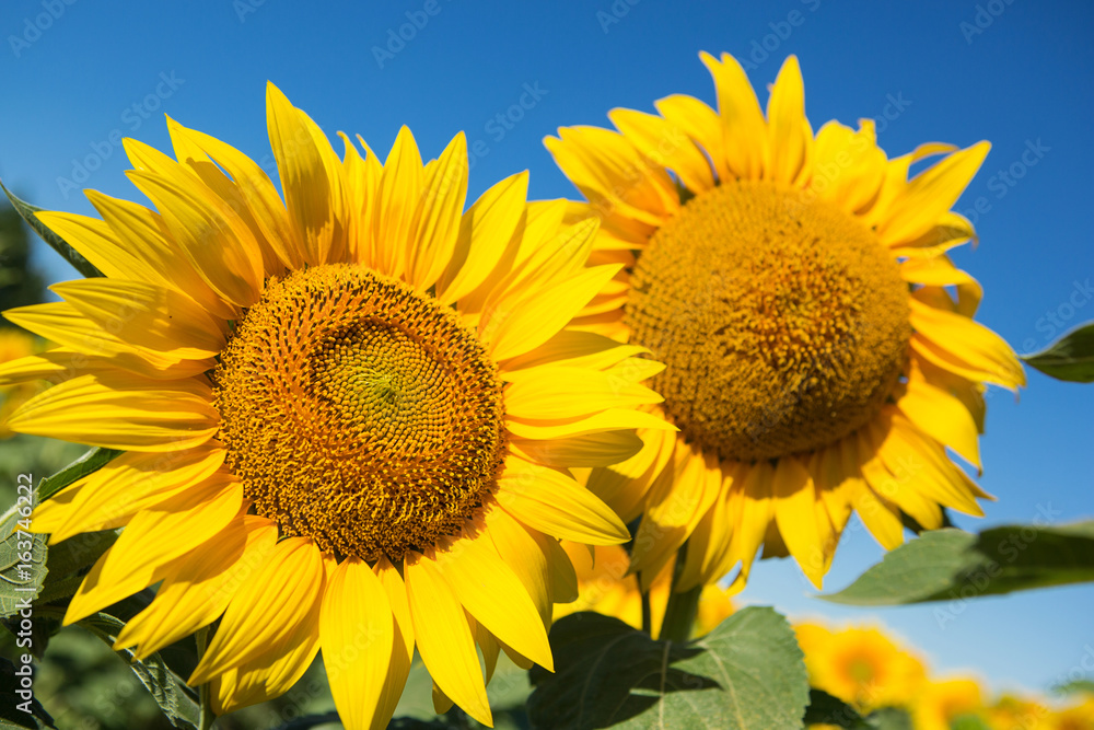 Sunflowers against the blue sky, close-up Sunflowers against the blue sky, close-up