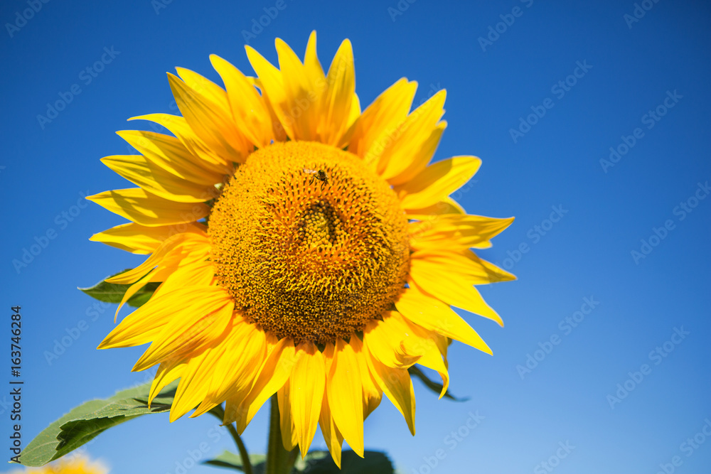 Sunflowers against the blue sky, close-up Sunflowers against the blue sky, close-up