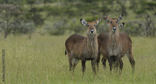 Pair of waterbuck  Kobus ellipsiprymnus   standing side by side in green lush grass  Masai Mara  Kenya  Africa