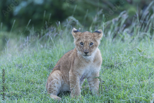 Lion cub sitting alone  looking bewildered and waiting for mother lioness  in lush green grass. Masai Mara  Kenya  Africa