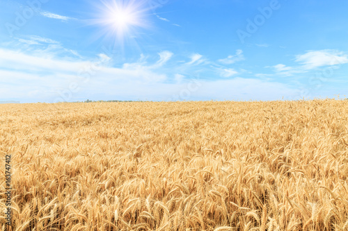 Ripe wheat field and blue sky with clouds