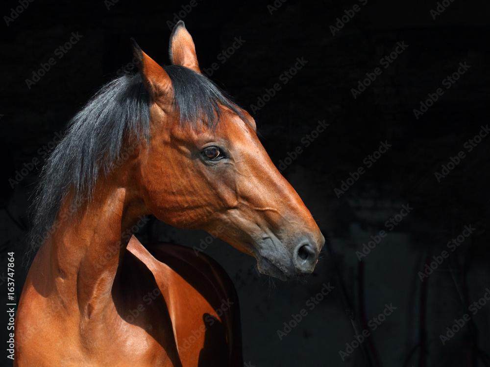 Obraz Piękny czerwony koński portret na czarnym tle