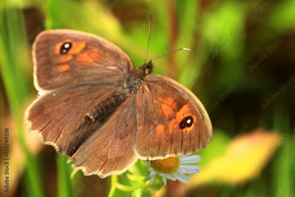 The butterfly named Maniola jurtina The butterfly named Maniola jurtina
