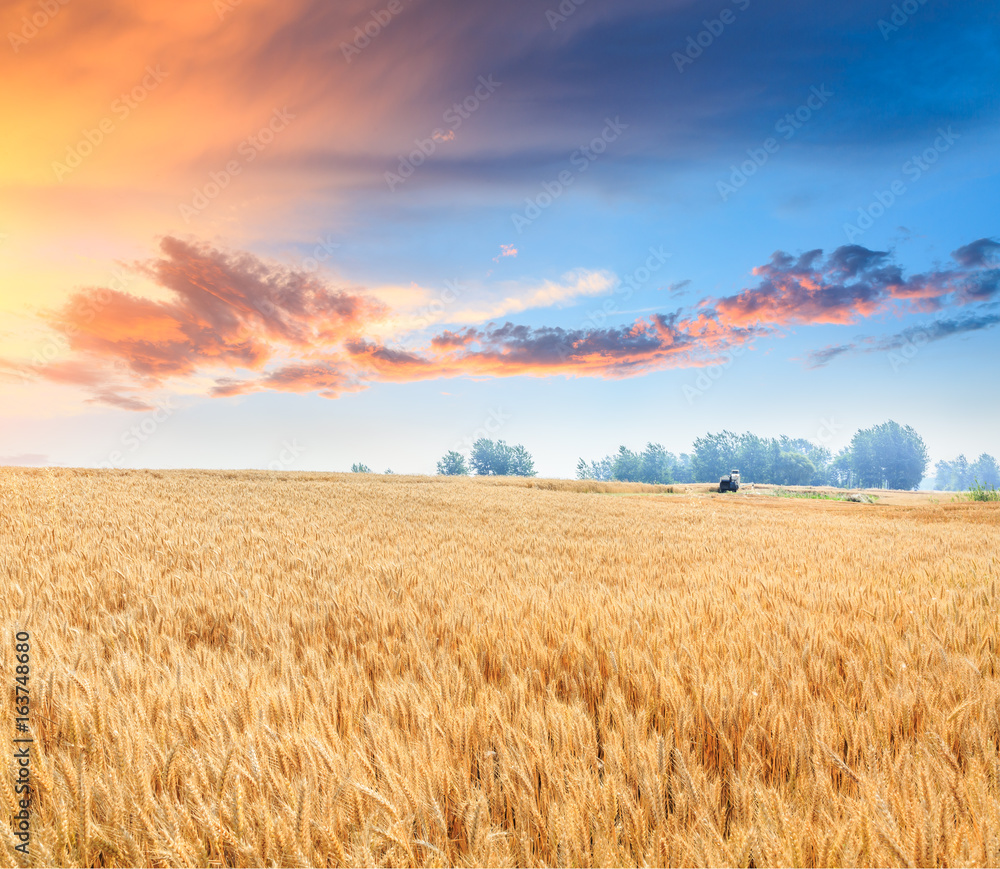 Fototapeta premium Ripe wheat field landscape at sunset