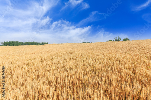 Ripe wheat field and blue sky with clouds