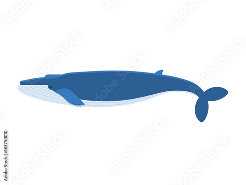 Vector illustration of humpback blue whale isolated on white background. Flat design.