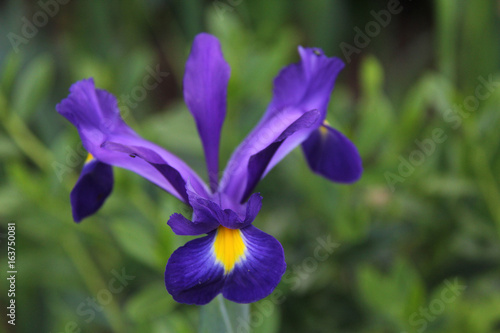 Bel iris violet